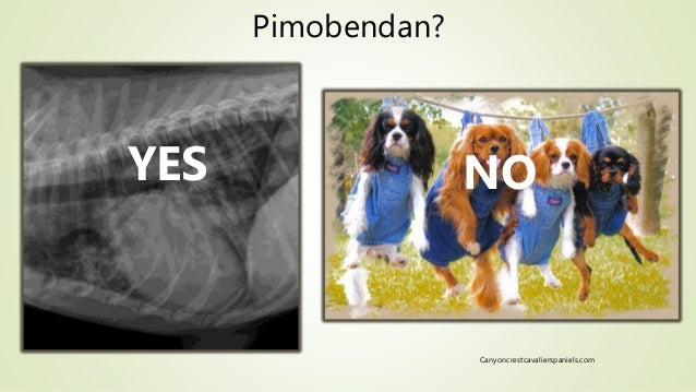 murmur in puppies grade 2 what s new with pimobendan current research and treatment recommenda murmur in puppies grade 2 what s new with pimobendan current research and treatment recommenda