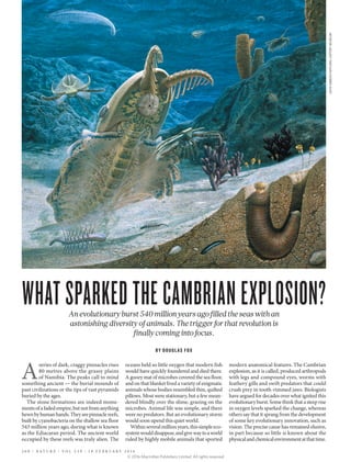 An evolutionary burst 540 million years ago filled the seas with an
astonishing diversity of animals. The trigger for that revolution is
finally coming into focus.
A
series of dark, craggy pinnacles rises
80 metres above the grassy plains
of Namibia. The peaks call to mind
something ancient — the burial mounds of
past civilizations or the tips of vast pyramids
buried by the ages.
The stone formations are indeed monu-
mentsofafadedempire,butnotfromanything
hewnbyhumanhands.Theyarepinnaclereefs,
built by cyanobacteria on the shallow sea floor
543 million years ago, during what is known
as the Ediacaran period. The ancient world
occupied by these reefs was truly alien. The
oceans held so little oxygen that modern fish
would have quickly foundered and died there.
A gooey mat of microbes covered the sea floor,
and on that blanket lived a variety of enigmatic
animals whose bodies resembled thin, quilted
pillows. Most were stationary, but a few mean-
dered blindly over the slime, grazing on the
microbes. Animal life was simple, and there
were no predators. But an evolutionary storm
would soon upend this quiet world.
Withinseveralmillionyears,thissimpleeco-
systemwoulddisappear,andgivewaytoaworld
ruled by highly mobile animals that sported
modern anatomical features. The Cambrian
explosion, as it is called, produced arthropods
with legs and compound eyes, worms with
feathery gills and swift predators that could
crush prey in tooth-rimmed jaws. Biologists
have argued for decades over what ignited this
evolutionaryburst.Somethinkthatasteeprise
in oxygen levels sparked the change, whereas
others say that it sprang from the development
of some key evolutionary innovation, such as
vision. The precise cause has remained elusive,
in part because so little is known about the
physicalandchemicalenvironmentatthattime.
BY DOUGLAS FOX
WHAT SPARKED THE CAMBRIAN EXPLOSION?
JOHNSIBBICK/NATURALHISTORYMUSEUM
2 6 8 | N A T U R E | V O L 5 3 0 | 1 8 F E B R U A R Y 2 0 1 6
© 2016 Macmillan Publishers Limited. All rights reserved
 