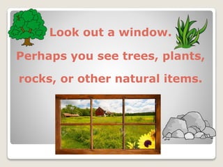 Look out a window.
Perhaps you see trees, plants,
rocks, or other natural items.
 