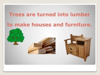 Trees are turned into lumber
to make houses and furniture.
 