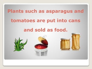 Plants such as asparagus and
tomatoes are put into cans
and sold as food.
 