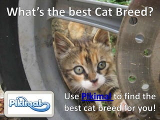 What’s the best Cat Breed? Use Pikimal to find the best cat breed for you! 