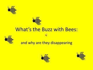 What’s the Buzz with Bees: and why are they disappearing 