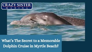 What’s The Secret to a Memorable
Dolphin Cruise in Myrtle Beach?
 