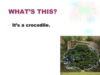 WHAT’S THIS? It’s a crocodile. 