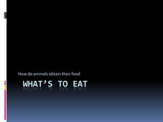  What’s to eat How do animals obtain their food 
