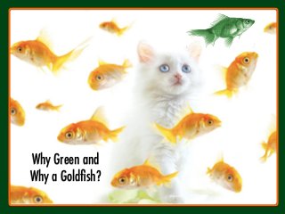Why Green and 
Why a Goldﬁsh?
 
