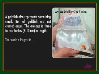 Average Goldﬁsh = 3 to 4 inches
A goldﬁsh also represents something
small. But all goldﬁsh are not
created equal. The average is three
to four inches (8-10 cm) in length. 

The world’s largest is … 
 