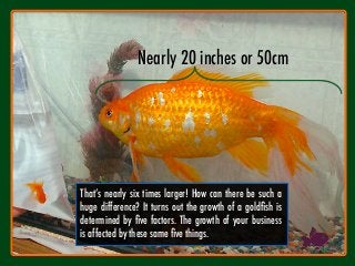 Nearly 20 inches or 50cm 
That’s nearly six times larger! How can there be such a
huge difference? It turns out the growth of a goldﬁsh is
determined by ﬁve factors. The growth of your business
is affected by these same ﬁve things.
 