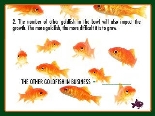 1
2
2. The number of other goldﬁsh in the bowl will also impact the
growth. The more goldﬁsh, the more difﬁcult it is to grow.
THE OTHER GOLDFISH IN BUSINESS = ________
 