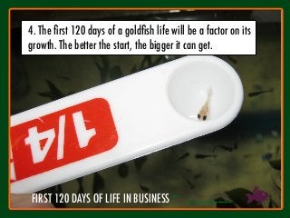 4
24. The ﬁrst 120 days of a goldﬁsh life will be a factor on its
growth. The better the start, the bigger it can get.
= _______
FIRST 120 DAYS OF LIFE IN BUSINESS
 
