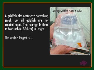 Average Goldﬁsh = 3 to 4 inches
A goldﬁsh also represents something
small. But all goldﬁsh are not
created equal. The aver...