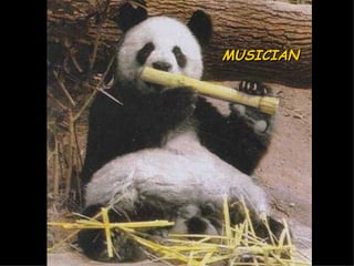 MUSICIAN 