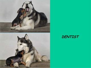 DENTIST 