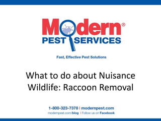 What to do about Nuisance
Wildlife: Raccoon Removal
 
