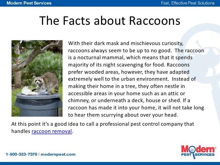 What to do about nuisance wildlife