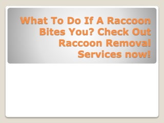 What To Do If A Raccoon
Bites You? Check Out
Raccoon Removal
Services now!
 