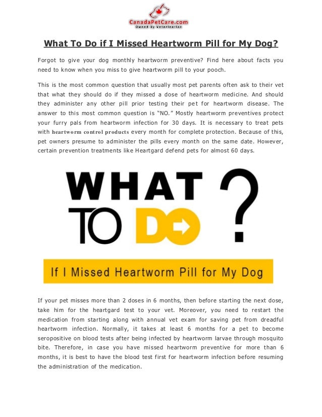 What To Do if I Missed Heartworm Pill for My Dog?