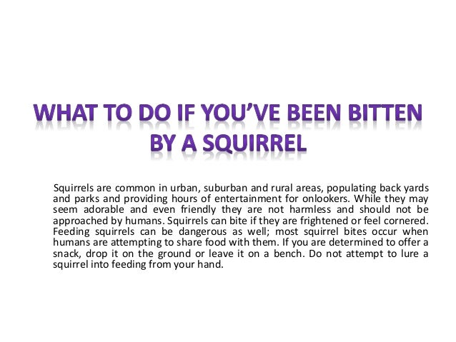 Epifanías neoclasicas de la narrativa enciclica contemporánea...  What-to-do-if-youve-been-bitten-by-a-squirrel-1-638