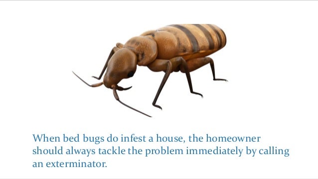 Procedures Of Exterminating Bed Bugs Procedures Of Exterminating Bed Bugs