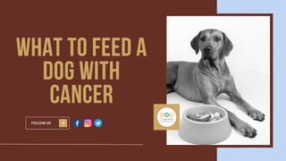 WHAT TO FEED A
DOG WITH
CANCER
FOLLOW US
 