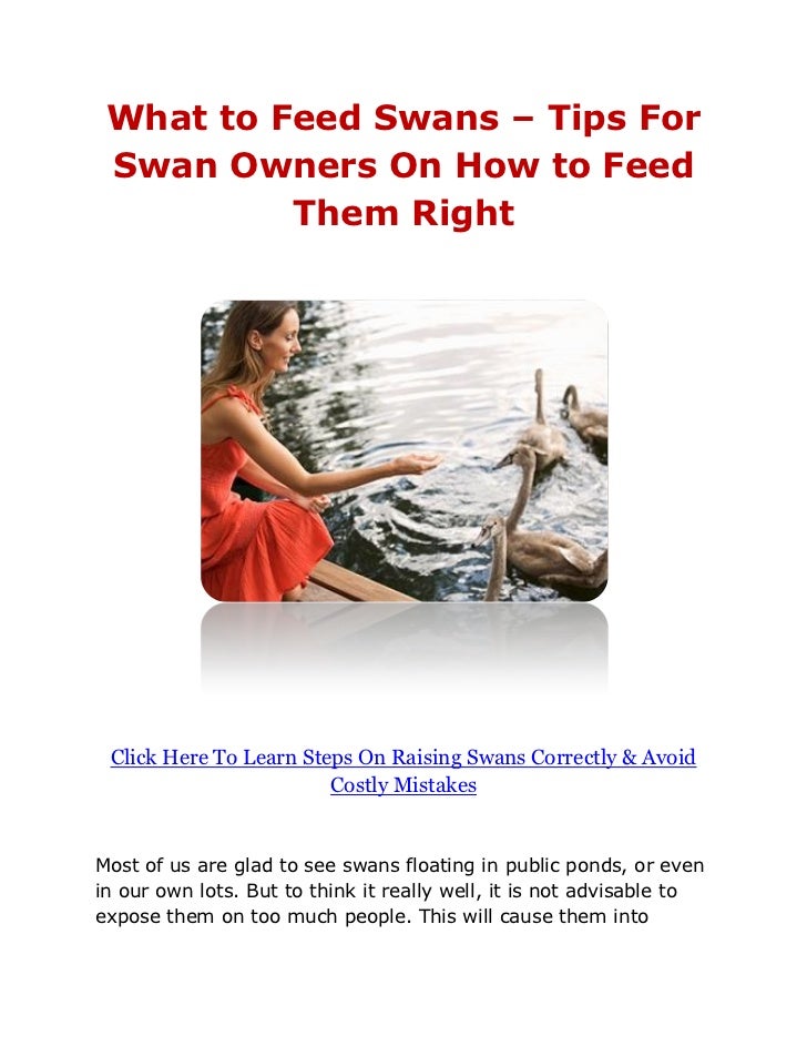 What to Feed Swans Tips For Swan Owners On How to Feed Them Right