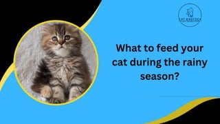 What to feed your
cat during the rainy
season?
 