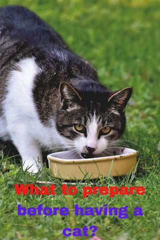 What to prepare
before having a
cat?
 