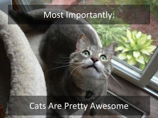 Most Importantly:<br />Cats Are Pretty Awesome<br />