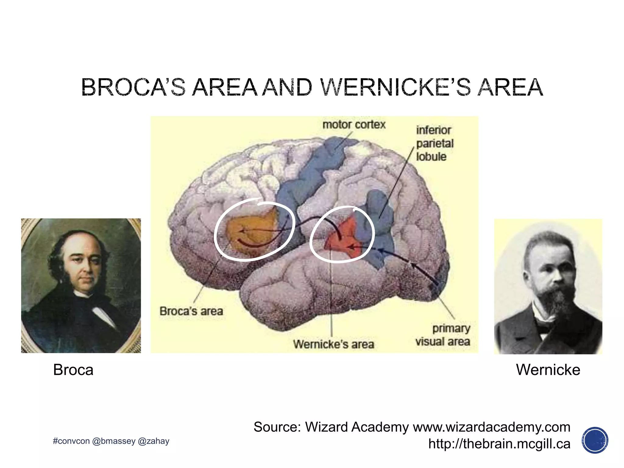 Source: Wizard Academy www.wizardacademy.com
WernickeBroca
http://thebrain.mcgill.ca#convcon @bmassey @zahay
 