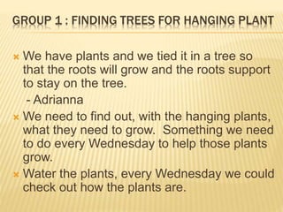 GROUP 1 : FINDING TREES FOR HANGING PLANT
 We have plants and we tied it in a tree so
that the roots will grow and the roots support
to stay on the tree.
- Adrianna
 We need to find out, with the hanging plants,
what they need to grow. Something we need
to do every Wednesday to help those plants
grow.
 Water the plants, every Wednesday we could
check out how the plants are.
 