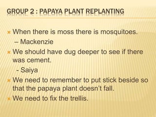 GROUP 2 : PAPAYA PLANT REPLANTING
 When there is moss there is mosquitoes.
– Mackenzie
 We should have dug deeper to see if there
was cement.
- Saiya
 We need to remember to put stick beside so
that the papaya plant doesn’t fall.
 We need to fix the trellis.
 