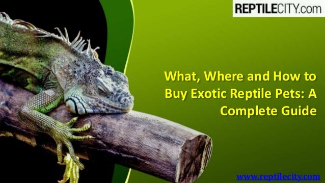 buy exotic reptiles