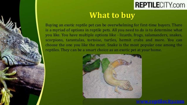 reptile buying sites