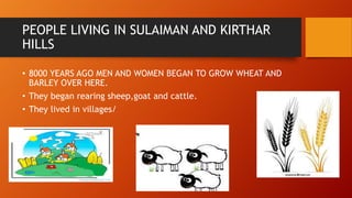 PEOPLE LIVING IN SULAIMAN AND KIRTHAR
HILLS
• 8000 YEARS AGO MEN AND WOMEN BEGAN TO GROW WHEAT AND
BARLEY OVER HERE.
• They began rearing sheep,goat and cattle.
• They lived in villages/
 