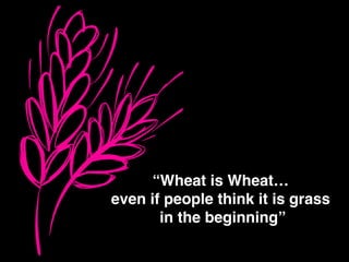 “Wheat is Wheat…!
even if people think it is grass!
in the beginning”
 