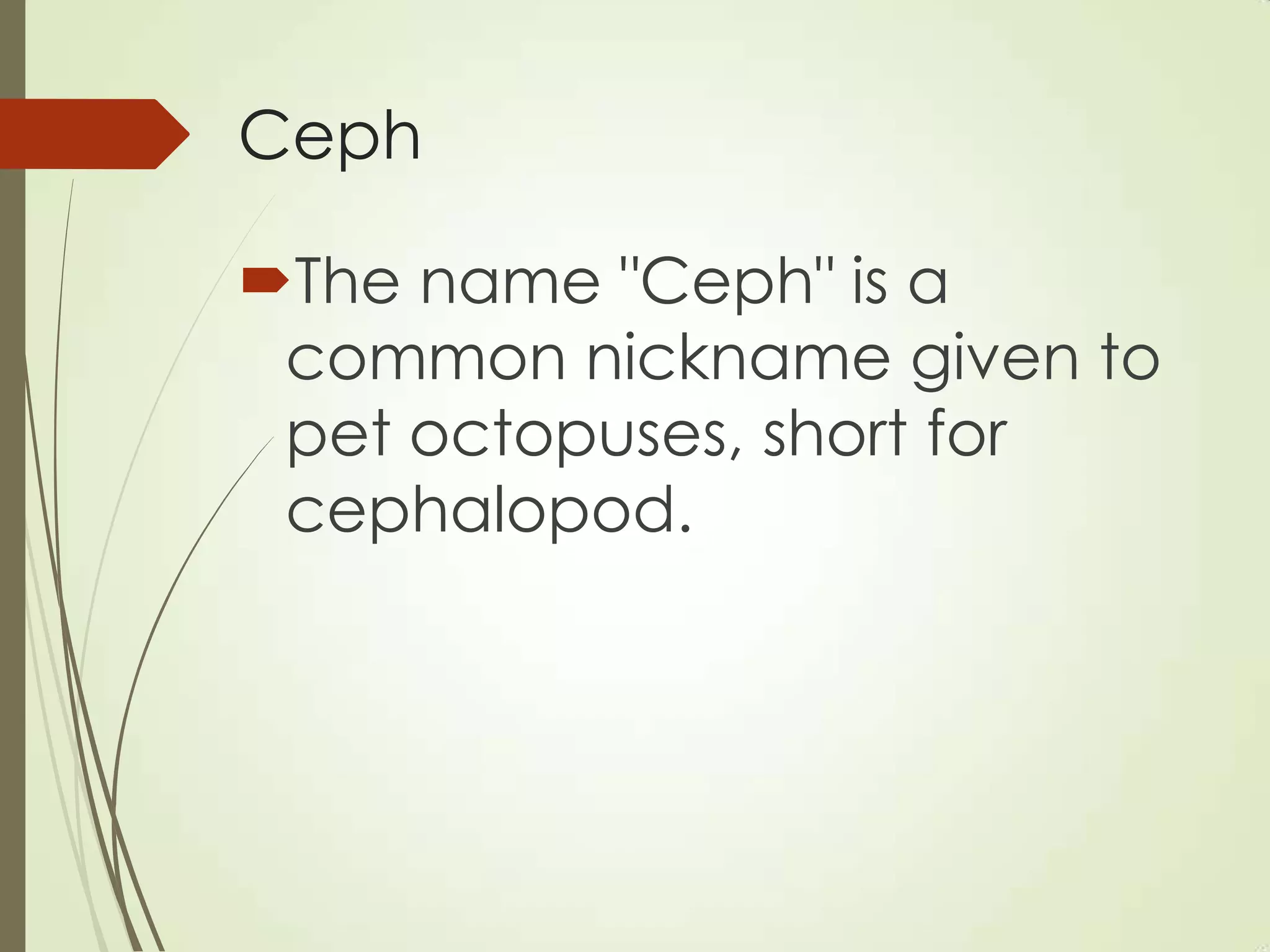 Ceph
The name "Ceph" is a
common nickname given to
pet octopuses, short for
cephalopod.
 