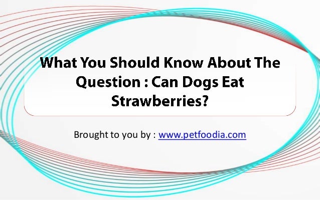 Can You Give Dogs Strawberries Can You Give Dogs Strawberries