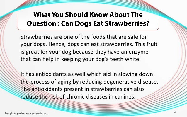 can dogs eat strawberries