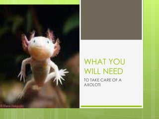 WHAT YOU WILL NEED TO TAKE CARE OF A AXOLOTI  