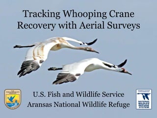 Tracking Whooping Crane
Recovery with Aerial Surveys




   U.S. Fish and Wildlife Service
  Aransas National Wildlife Refuge
 
