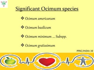 Significant Ocimum species
? Ocimum americanum
? Ocimum basilicum
? Ocimum minimum . Subspp.
? Ocimum gratissimum
PPRC/INDIA 38
 