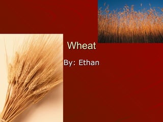 Wheat By: Ethan 
