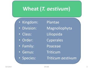 Wheat | PPTX