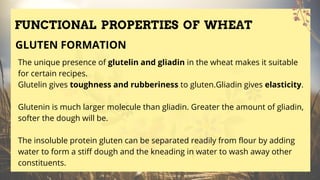 FUNCTIONAL PROPERTIES OF WHEAT
The unique presence of glutelin and gliadin in the wheat makes it suitable
for certain recipes.
Glutelin gives toughness and rubberiness to gluten.Gliadin gives elasticity.
Glutenin is much larger molecule than gliadin. Greater the amount of gliadin,
softer the dough will be.
The insoluble protein gluten can be separated readily from flour by adding
water to form a stiff dough and the kneading in water to wash away other
constituents.
GLUTEN FORMATION
 