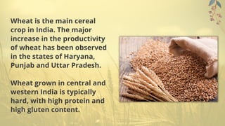 Wheat is the main cereal
crop in India. The major
increase in the productivity
of wheat has been observed
in the states of Haryana,
Punjab and Uttar Pradesh.
Wheat grown in central and
western India is typically
hard, with high protein and
high gluten content.
 