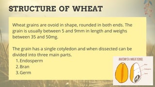 Endosperm
Bran
Germ
Wheat grains are ovoid in shape, rounded in both ends. The
grain is usually between 5 and 9mm in length and weighs
between 35 and 50mg.
The grain has a single cotyledon and when dissected can be
divided into three main parts.
1.
2.
3.
STRUCTURE OF WHEAT
 