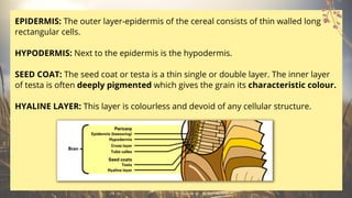 EPIDERMIS: The outer layer-epidermis of the cereal consists of thin walled long
rectangular cells.
HYPODERMIS: Next to the epidermis is the hypodermis.
SEED COAT: The seed coat or testa is a thin single or double layer. The inner layer
of testa is often deeply pigmented which gives the grain its characteristic colour.
HYALINE LAYER: This layer is colourless and devoid of any cellular structure.
 
