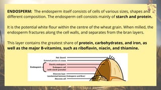 ENDOSPERM: The endosperm itself consists of cells of various sizes, shapes and
different composition. The endosperm cell consists mainly of starch and protein.
It is the potential white flour within the centre of the wheat grain. When milled, the
endosperm fractures along the cell walls, and separates from the bran layers.
This layer contains the greatest share of protein, carbohydrates, and iron, as
well as the major B-vitamins, such as riboflavin, niacin, and thiamine.
 