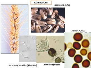 Allanoid WHEAT.pptx